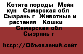 Котята породы. Мейн кун - Самарская обл., Сызрань г. Животные и растения » Кошки   . Самарская обл.,Сызрань г.